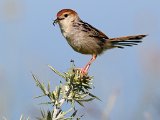 kos vir kleintjies 78 : frieda